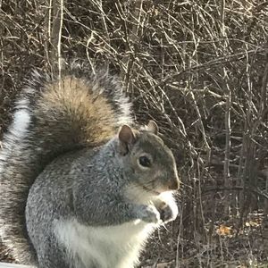 Meet your Posher, Luna